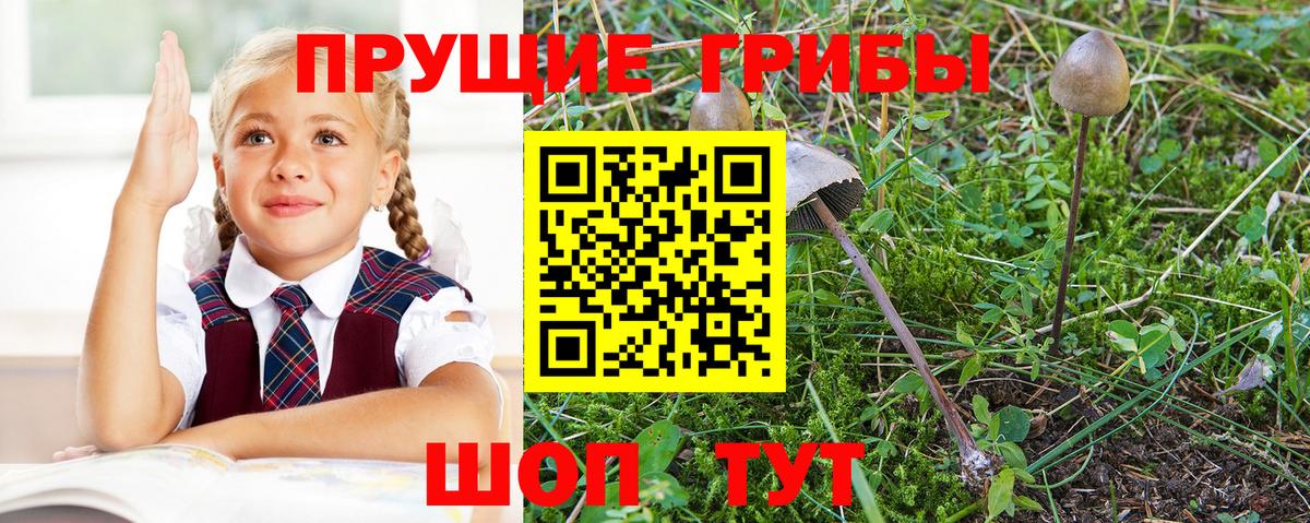 Псилоцибиновые грибы Psilocybe  Вход с VPN  Печора 